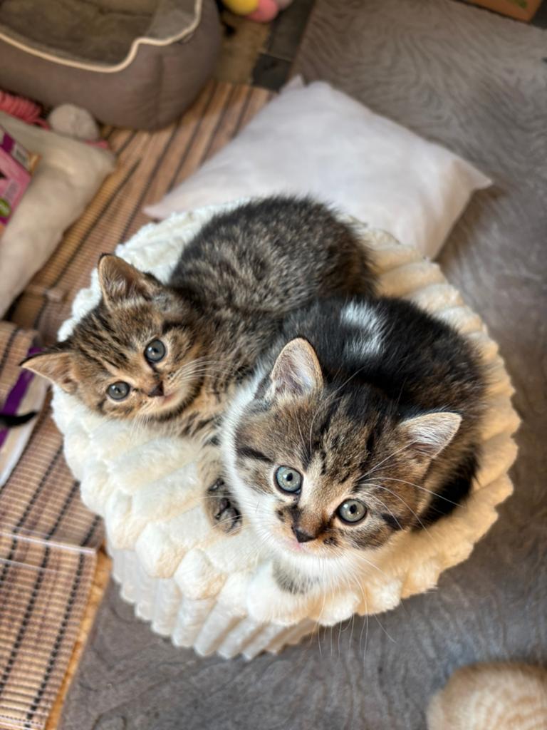 Kruising Britse korthaar kittens, Dieren en Toebehoren, Katten en Kittens | Raskatten | Korthaar, Meerdere dieren, Ontwormd