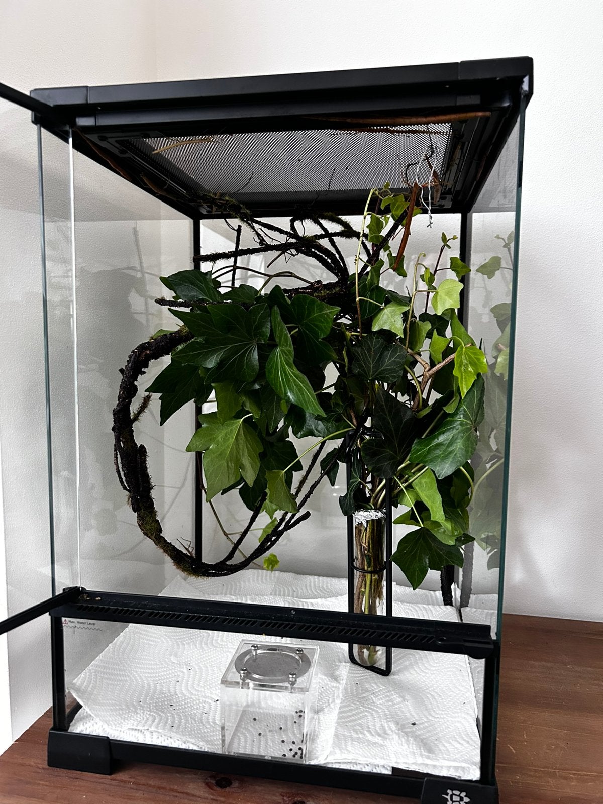 Waterdicht Terrarium -Della Terra- met wandelende takken, Wandelende tak