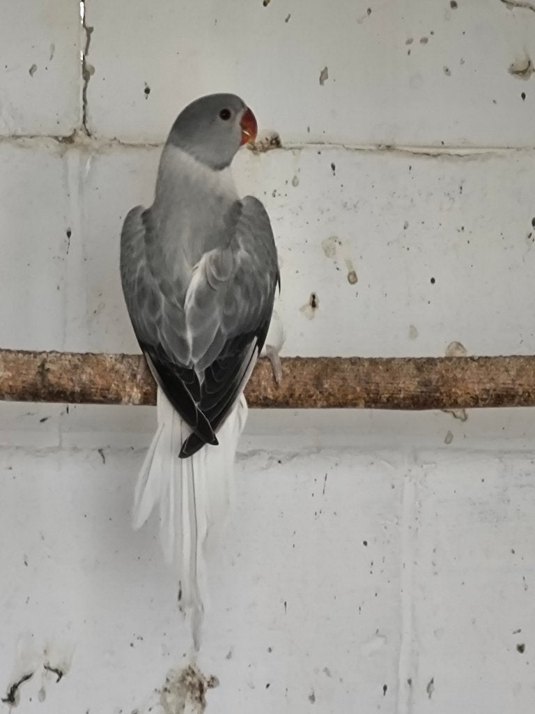 parkieten, Dieren en Toebehoren, Vogels | Parkieten en Papegaaien, Meerdere dieren, Parkiet, Geringd