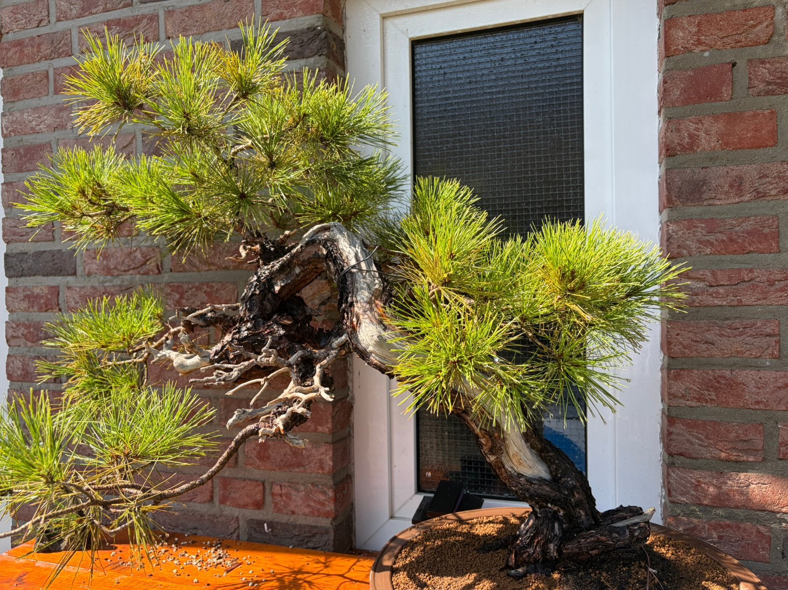 Pinus densiflora bonsai rode den, Ophalen, Bloeit niet, Halfschaduw, Overige soorten