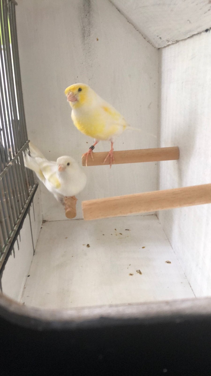 Te Koop ; Koppel Geel- Mozaïek Kanaries, Dieren en Toebehoren, Vogels | Kanaries, Meerdere dieren, Kleurkanarie
