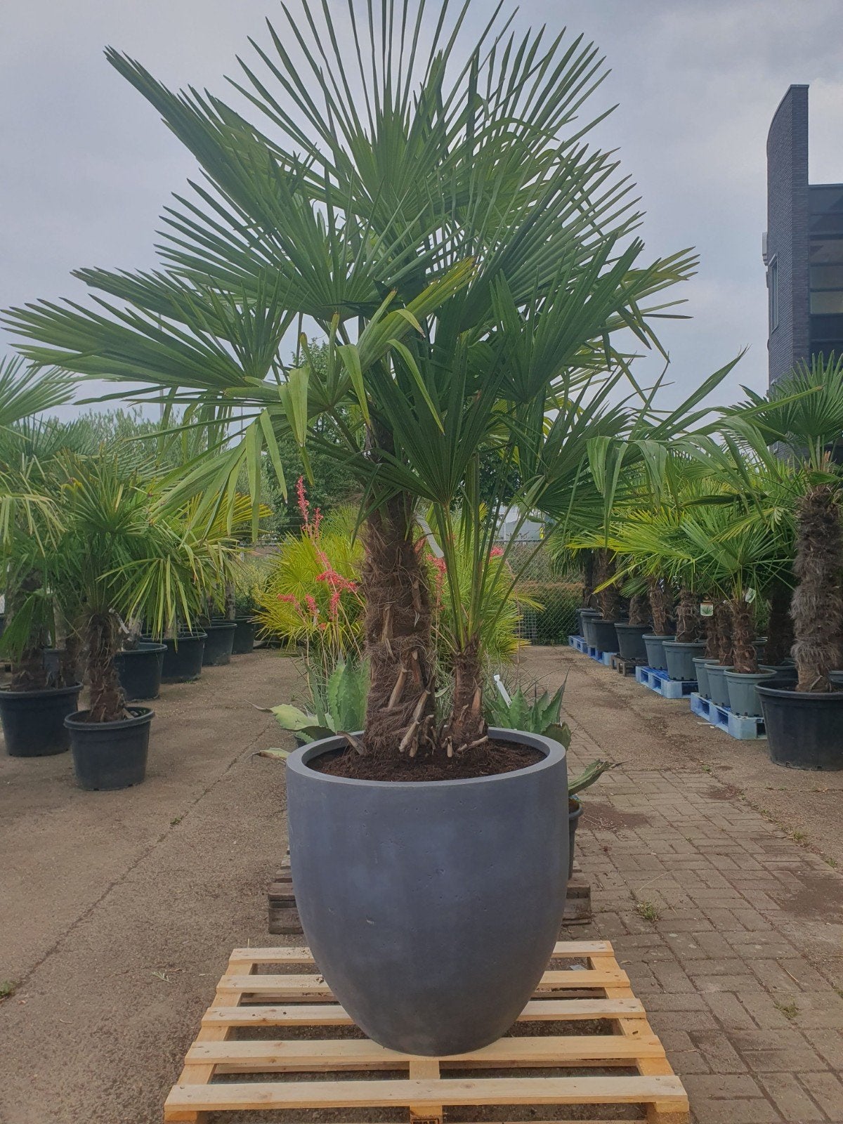 dubbelstam palm in deco pot, Bloeit niet, 100 tot 250 cm, Palmboom, Ophalen