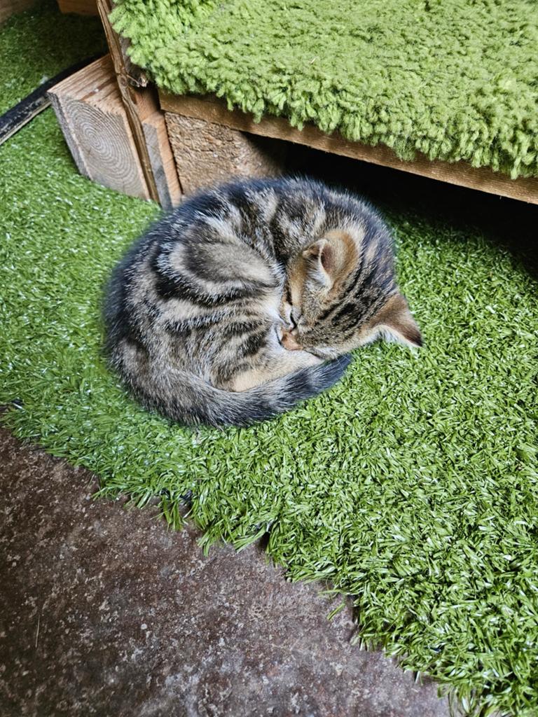 Kittens tijgertjes, Kater, Kortharig