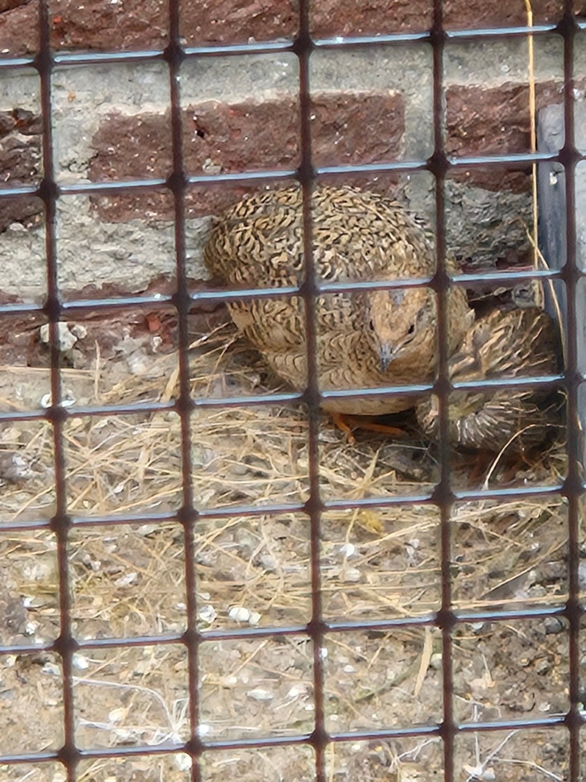 chinese dwergkwartels, Dieren en Toebehoren, Meerdere dieren