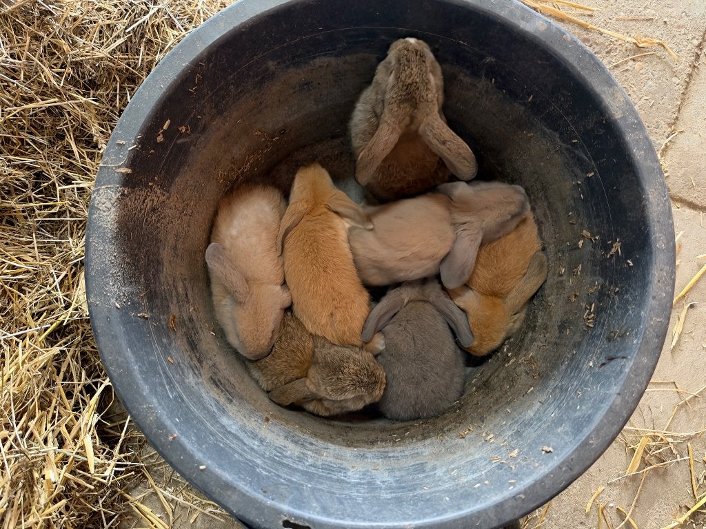 Dwerg hangoor konijntjes, Dieren en Toebehoren, Meerdere dieren, Dwerg, Hangoor, 0 tot 2 jaar
