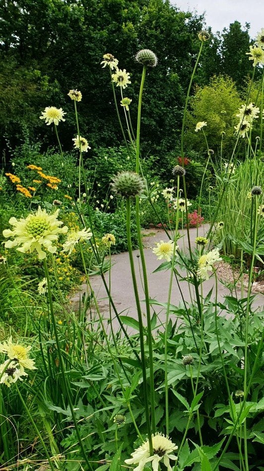 Te koop Reuzenscabiosa Cephalaria gigantea, Tuin en Terras, Ophalen of Verzenden, Overige soorten, Volle zon