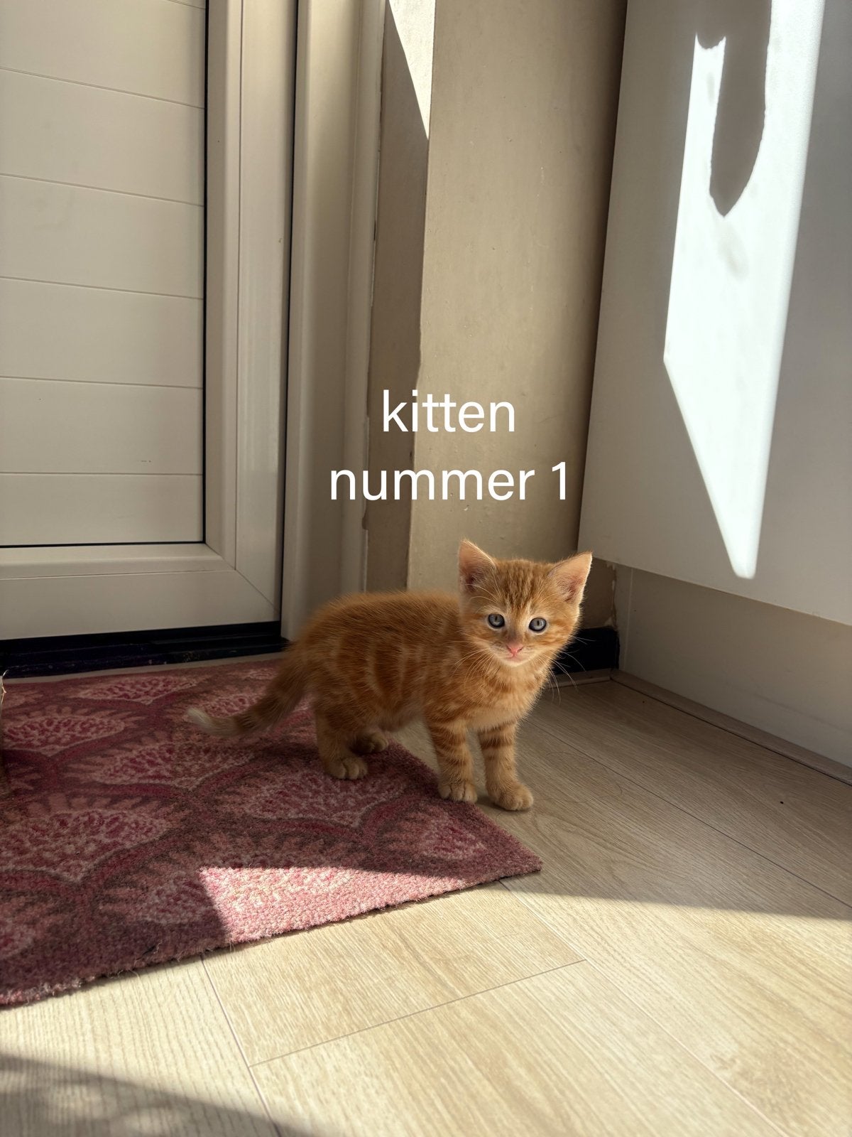 Vier kittens, Meerdere dieren