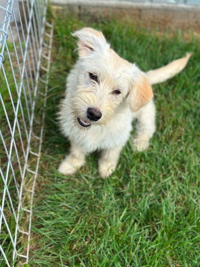 DANNY, VROLIJKE PUP, REUTJE, ZOEKT THUIS, Dieren en Toebehoren, Particulier, 15 weken tot 1 jaar, Reu, Buitenland