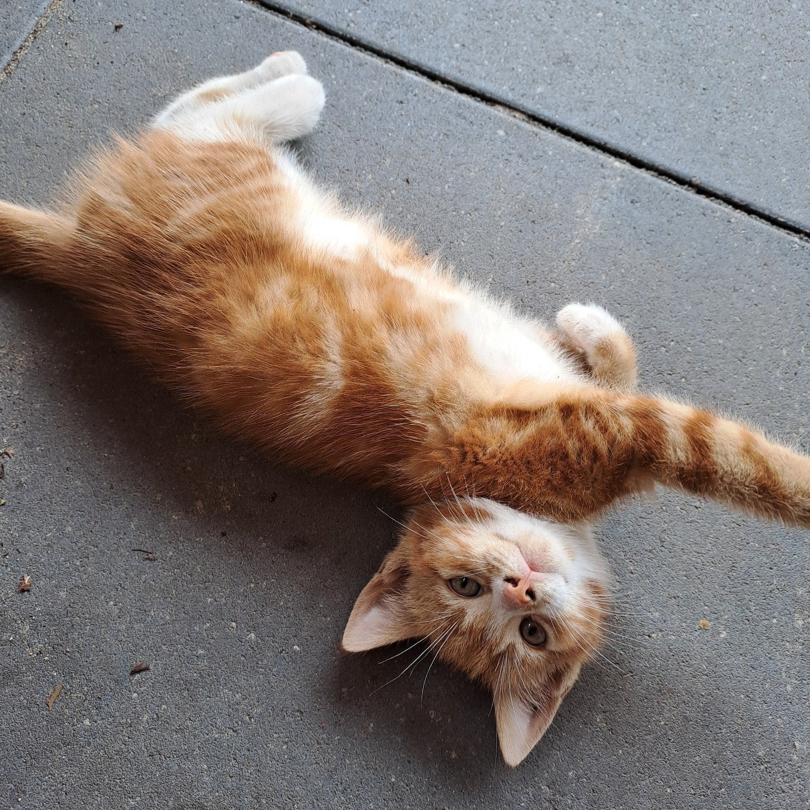 Kittens lapjes, rode, zwarte, Dieren en Toebehoren, Katten en Kittens | Overige Katten, Meerdere dieren