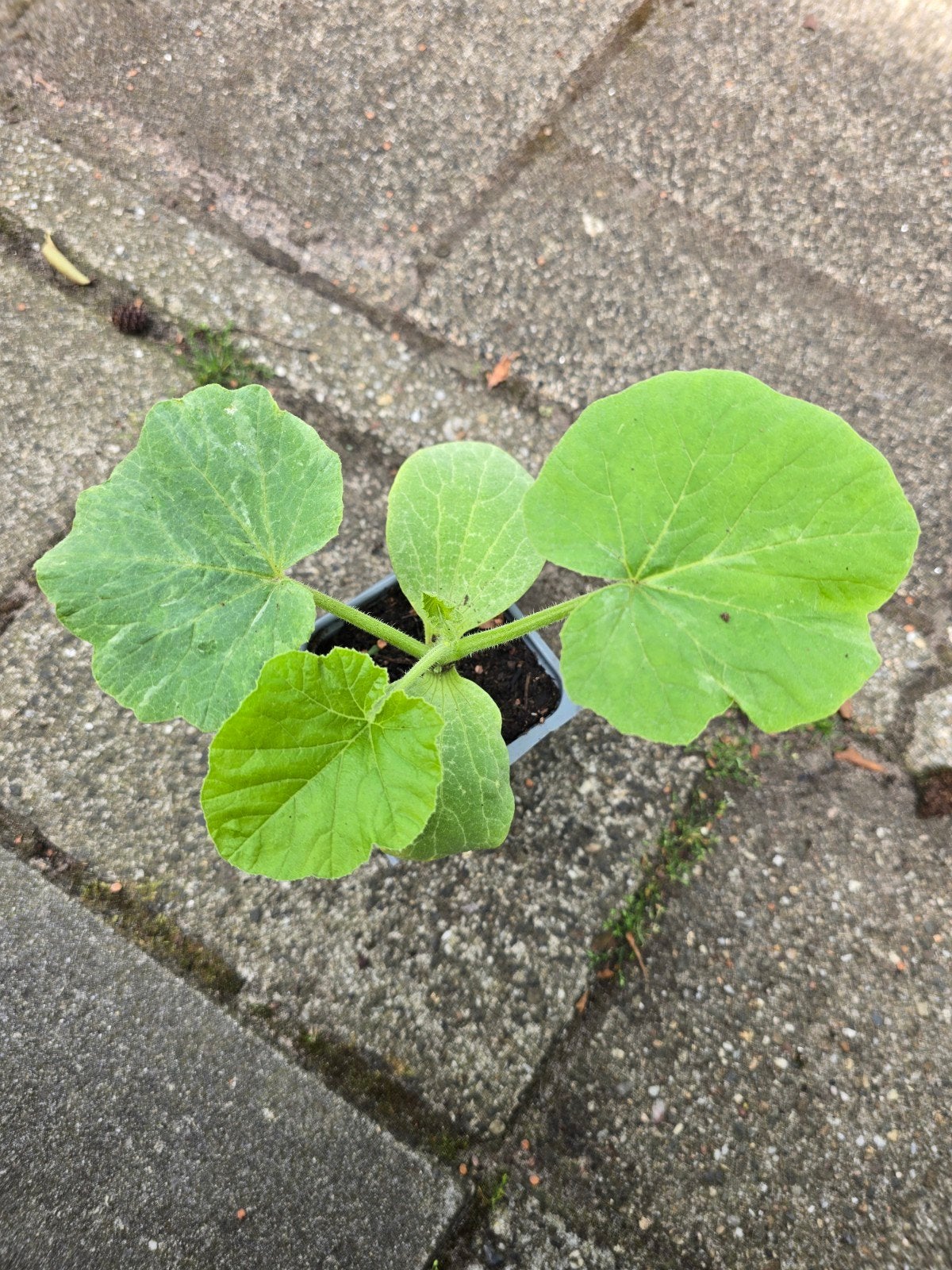 Pompoen plantjes, Ophalen, Eenjarig, Groenteplanten, Volle zon