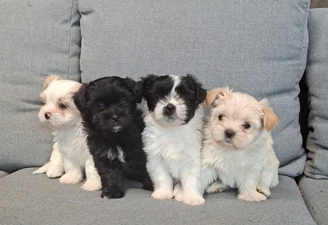 Prachtige boomer puppy's voor de beste huisjes!, Overige rassen, 8 tot 15 weken, Meerdere, Meerdere dieren