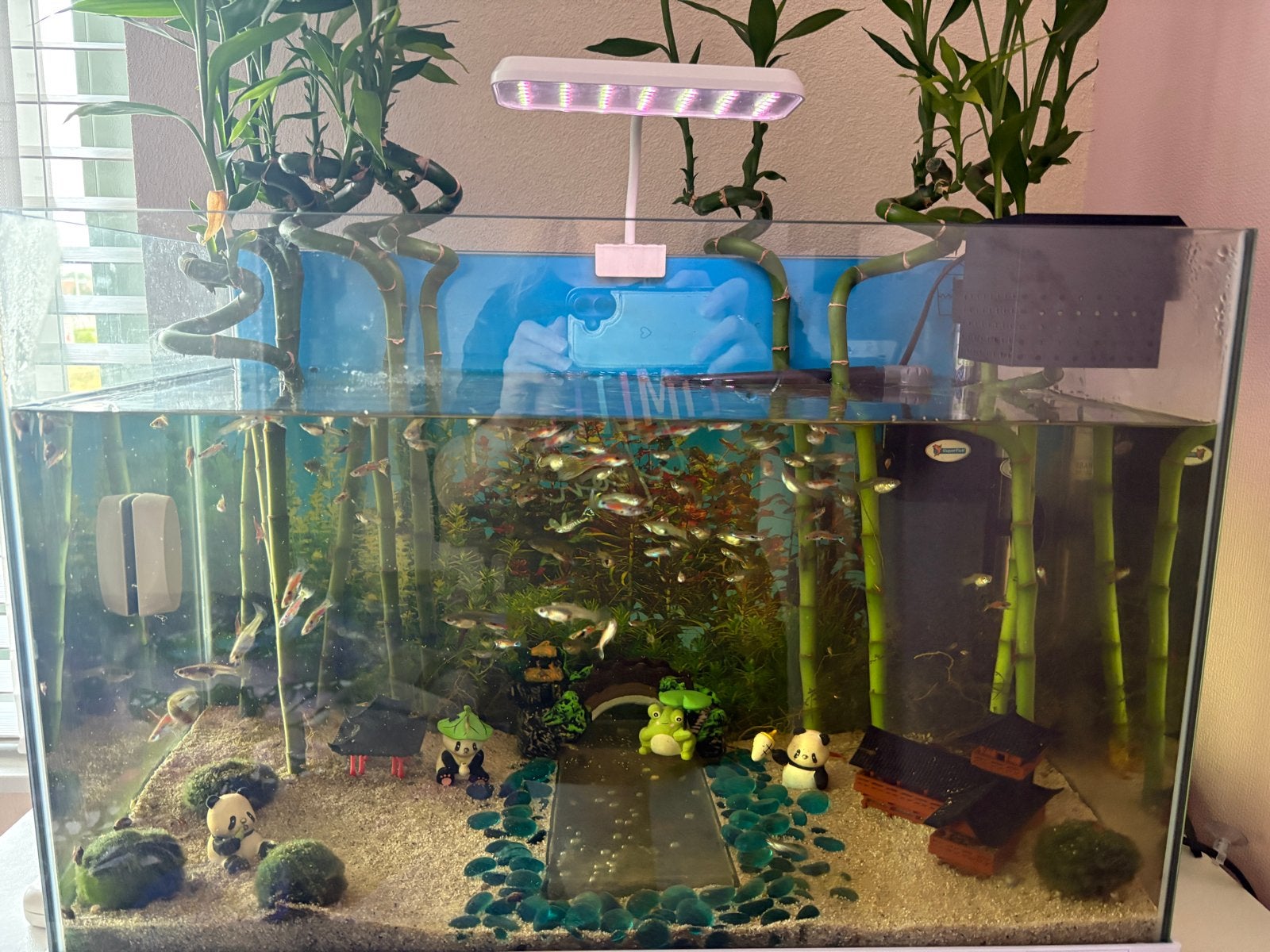 Compleet aquarium met guppen en garnalen, Vis, Zoetwatervis