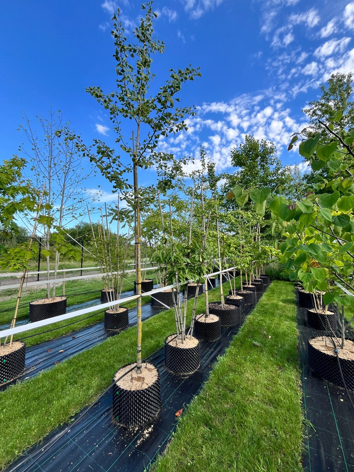 Ginkgo biloba / Japanse Noot (6x hoogstam / 2x meerstammige), Tuin en Terras, Planten | Bomen, Bloeit niet, Overige soorten, 400 cm of meer