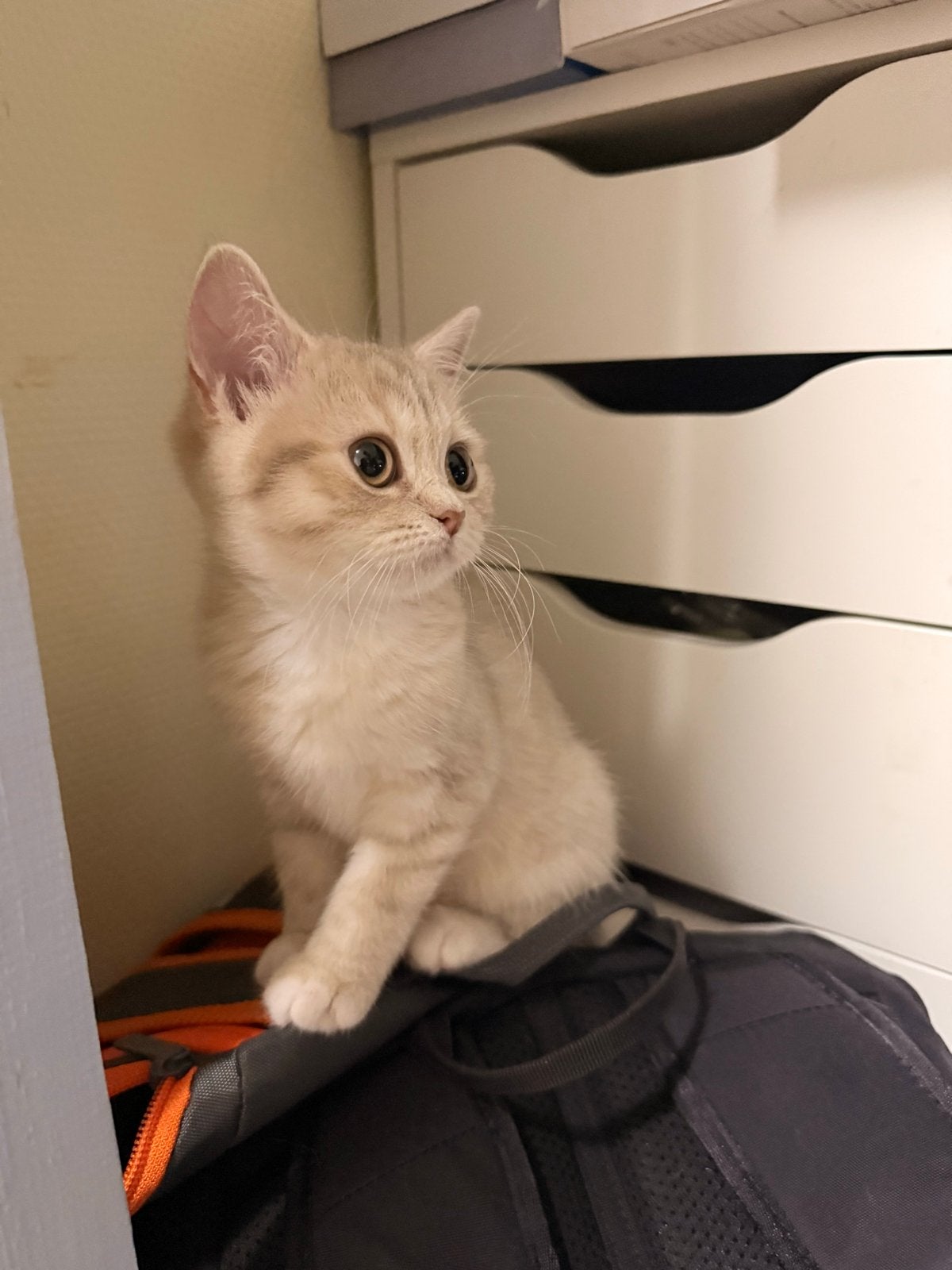 Britse Korthaar - Perzische mix kitten te koop, Poes