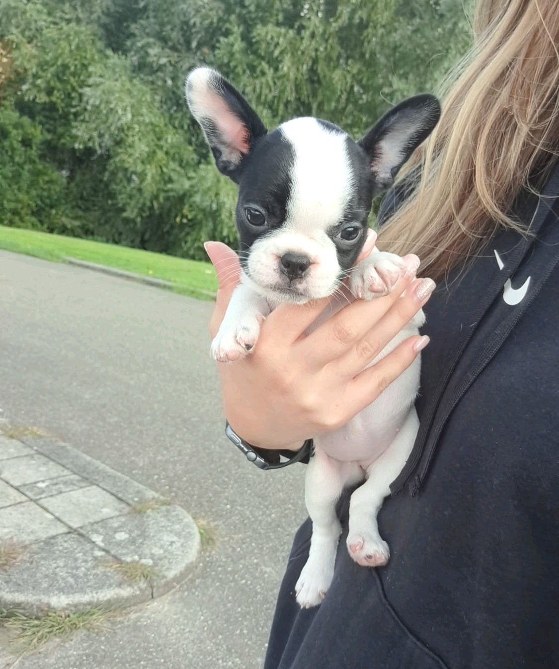 Franse Bulldog, Teef, Bulldog, Eén hond, Nederland