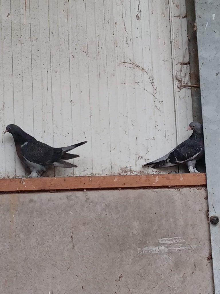 Takla duiven  te koop, Dieren en Toebehoren, Meerdere dieren, Overige soorten
