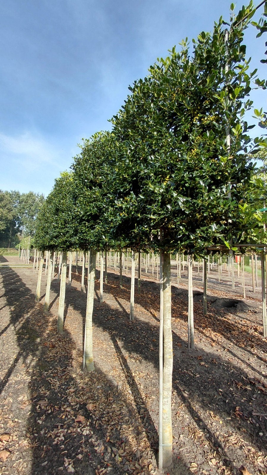 Leihulst, groenblijvend met rode bessen, Ophalen, Volle zon, Leiboom, 100 tot 250 cm