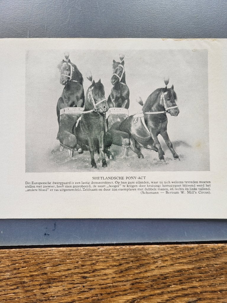 Oude Circus Prenten/ afbeeldingen/ in een nette staat., Ophalen of Verzenden, Gebruikt