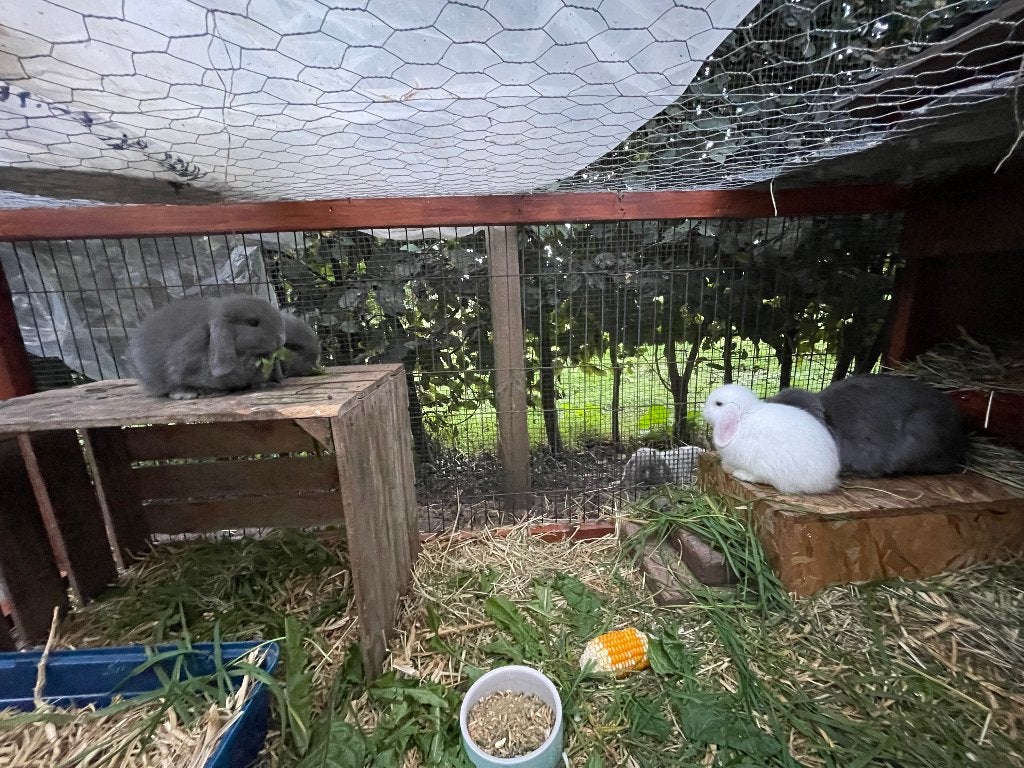 Mooie Minilop met stamboom 3 x rammetje, Dieren en Toebehoren, Mannelijk, Dwerg, Hangoor, 0 tot 2 jaar