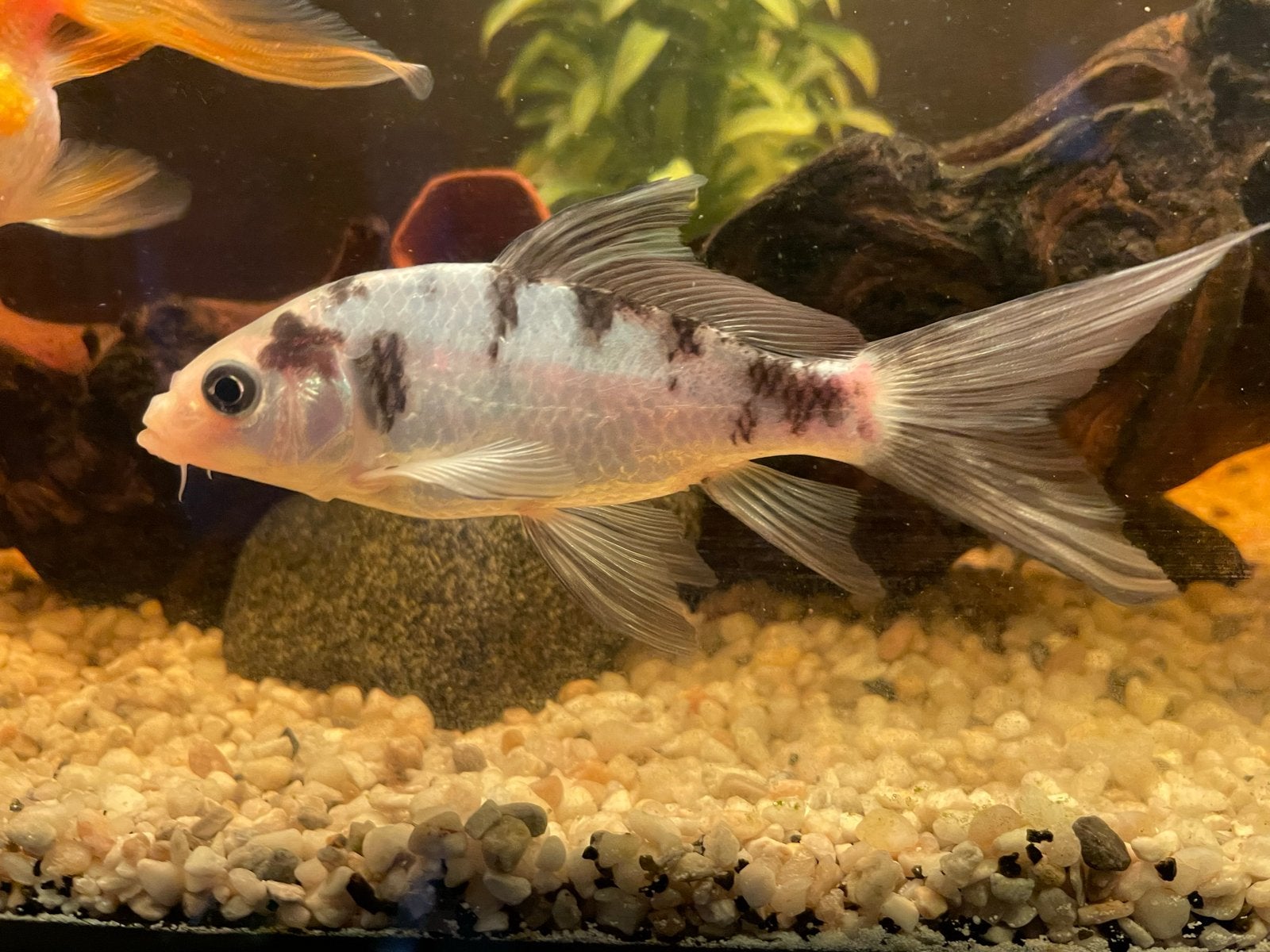 Butterfly koi karpers!, Dieren en Toebehoren, Vis, Zoetwatervis