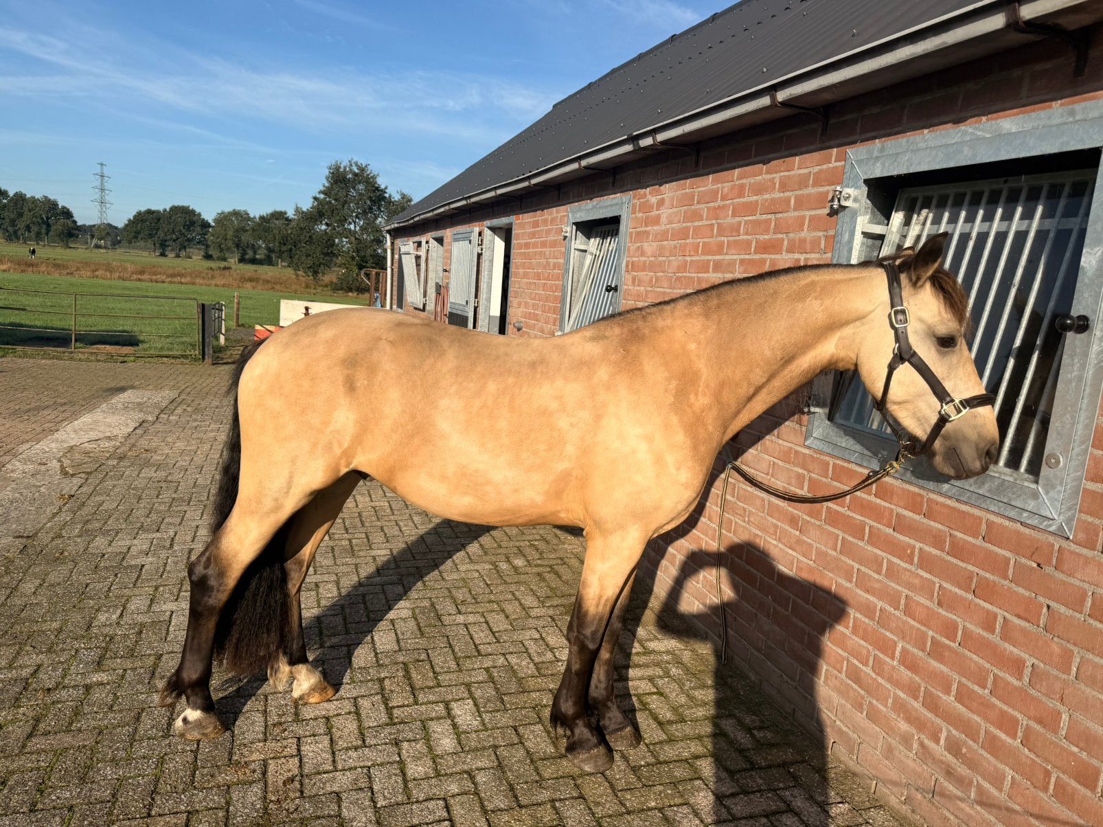 Valk, 2 jarige ruin, Gechipt, Minder dan 160 cm, Ruin, 0 tot 2 jaar