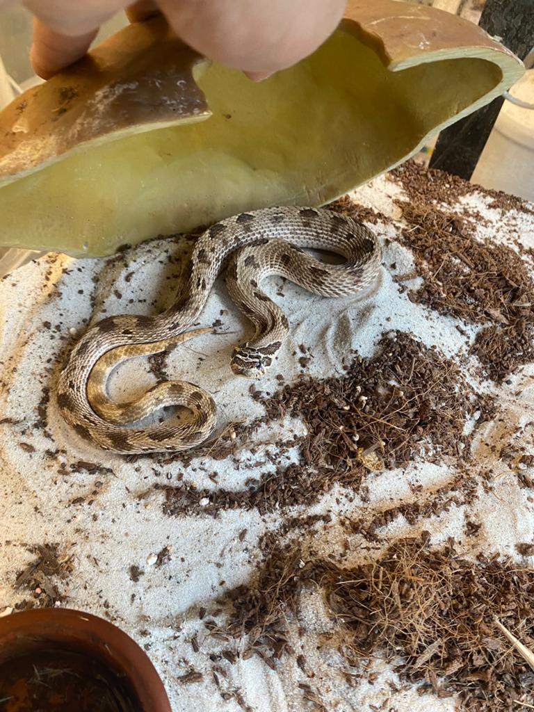 Hognose slang pastel mannetje Hognose Snake - male for sale from Fernando