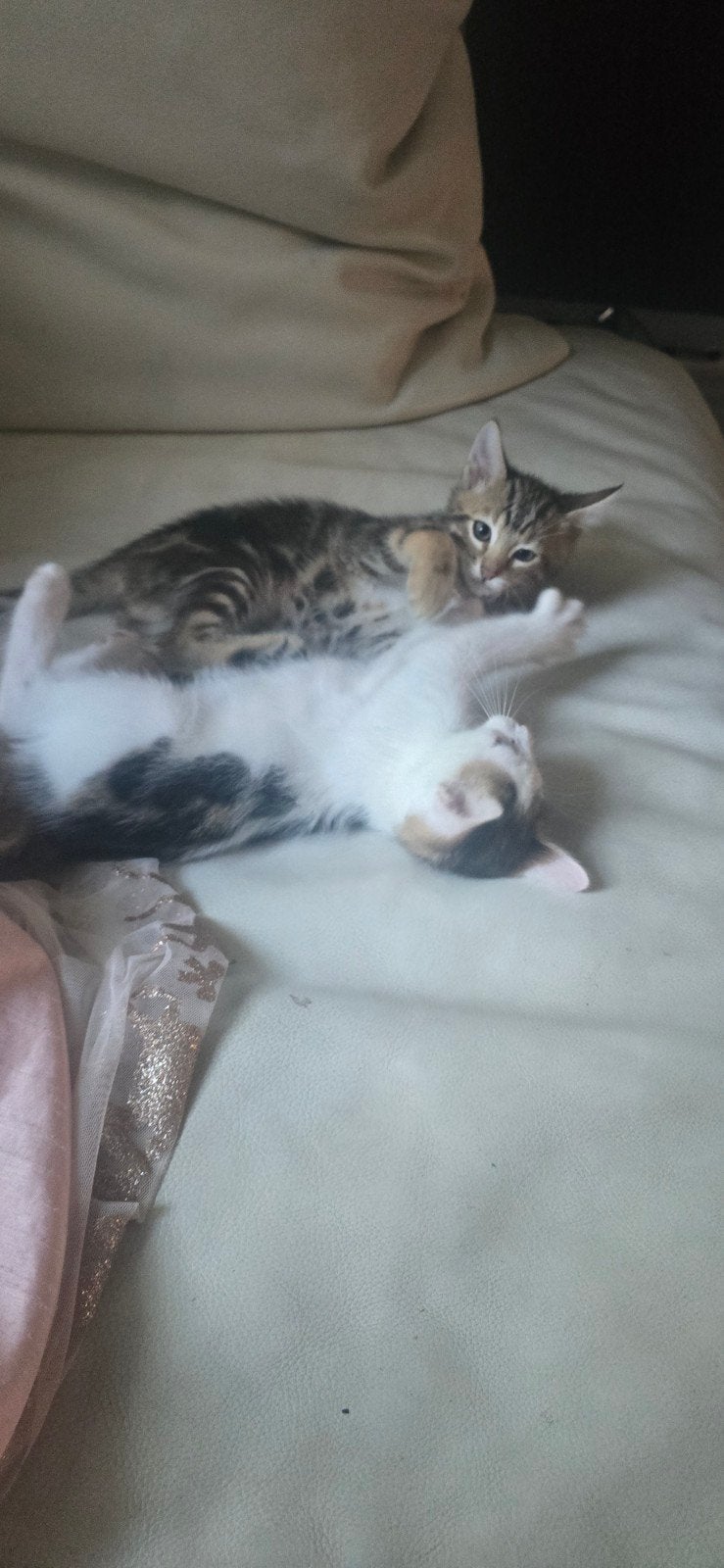 Mooi halve bengaal kitten's, Dieren en Toebehoren, Katten en Kittens | Raskatten | Korthaar