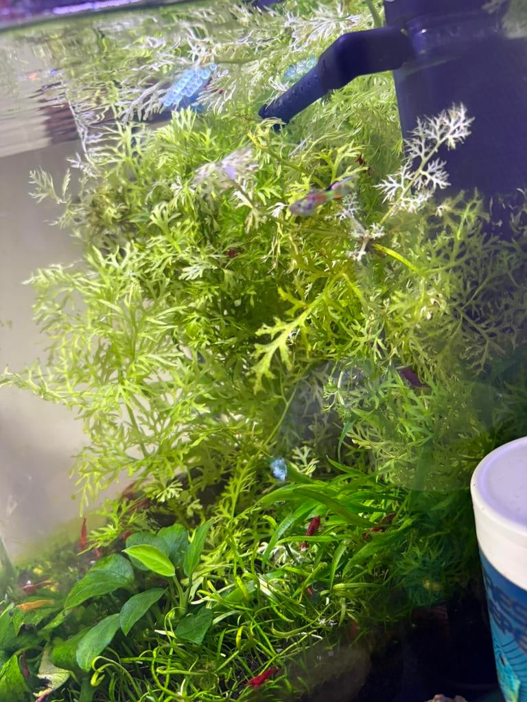 Vaantjes plant - Hygrophila difformis, Ophalen, Zo goed als nieuw, Plant(en), Steen of Hout
