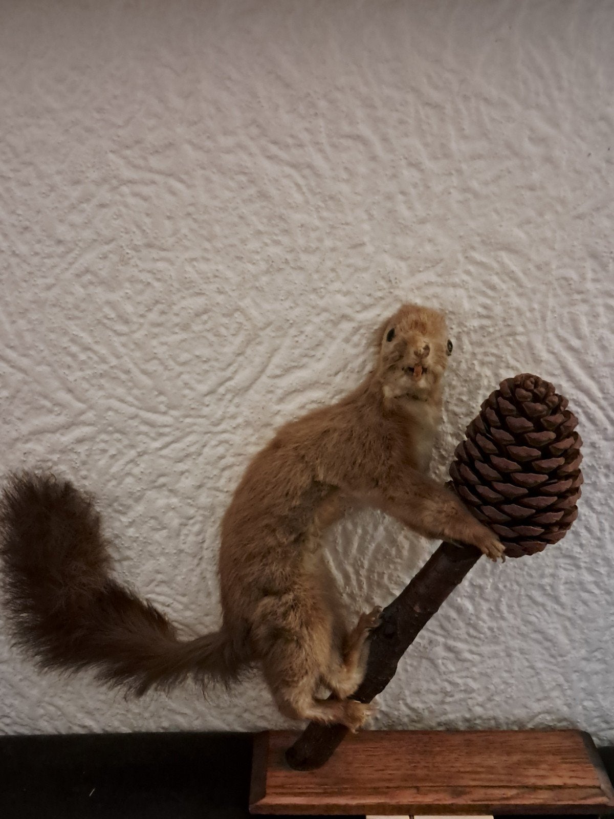 Opgezette Eekhoorn (Sciurus vulgaris) - Taxidermie, Ophalen of Verzenden, Gebruikt, Wild dier, Opgezet dier