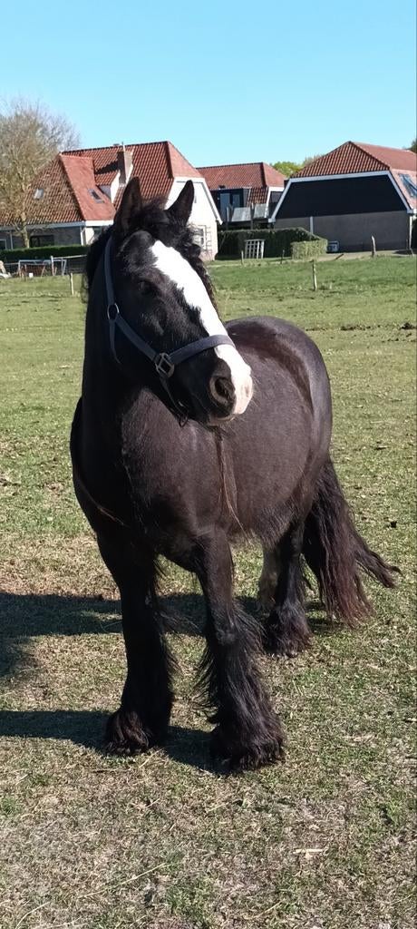 Lieve tinker merrie 10 jr., Dieren en Toebehoren, Pony's, Merrie