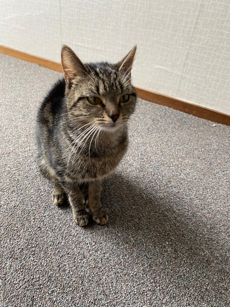 Mila en Momo/ 5 kittens, Dieren en Toebehoren, Poes, 0 tot 2 jaar