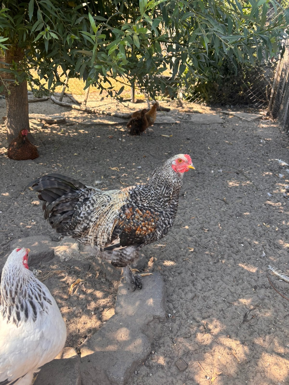 Wie heeft er plek voor deze prachtige jonge brahma haan?, Dieren en Toebehoren, Pluimvee, Mannelijk, Kip