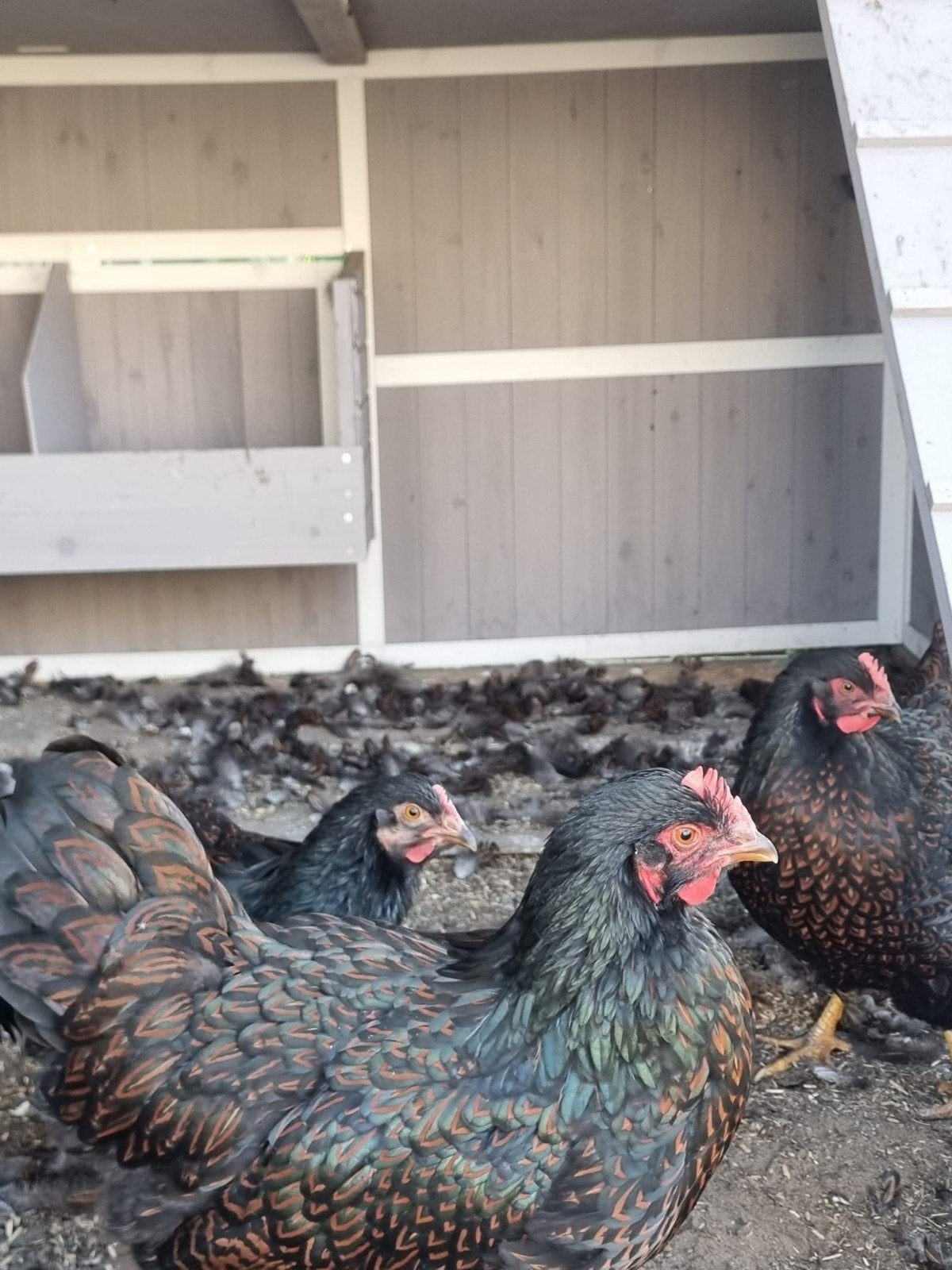 4 mooie barneverder leg  kippen, Dieren en Toebehoren, Vrouwelijk, Kip
