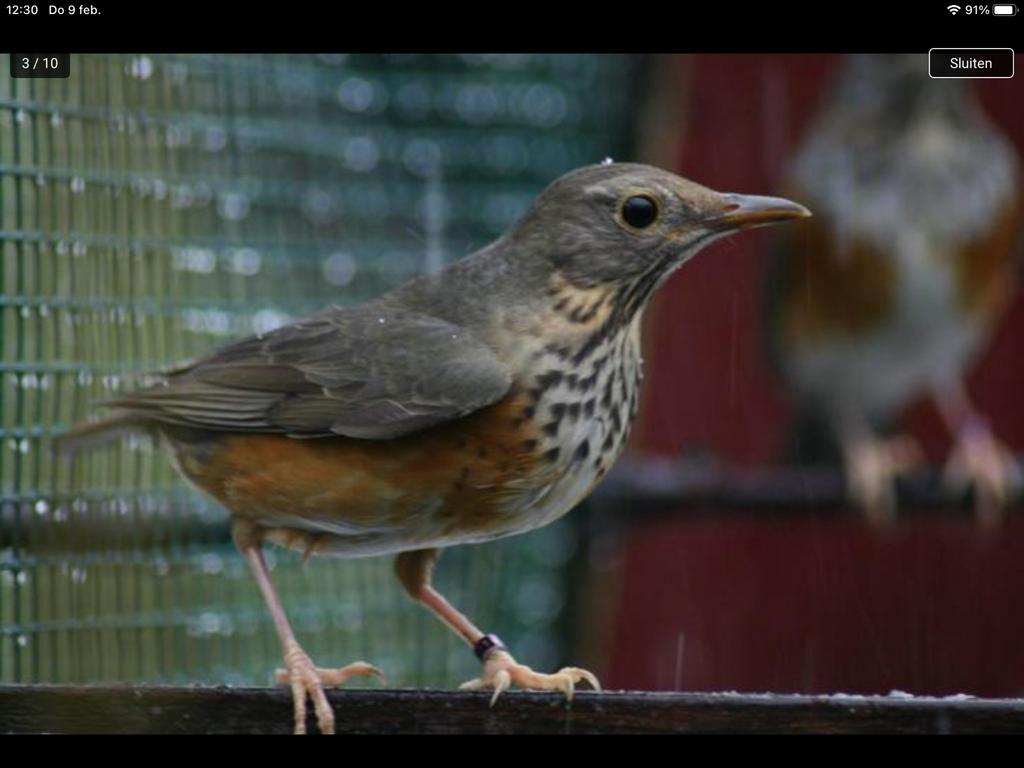 Gezocht pop Grijskaplijster, Dieren en Toebehoren, Vogels | Overige Vogels, Vrouwelijk