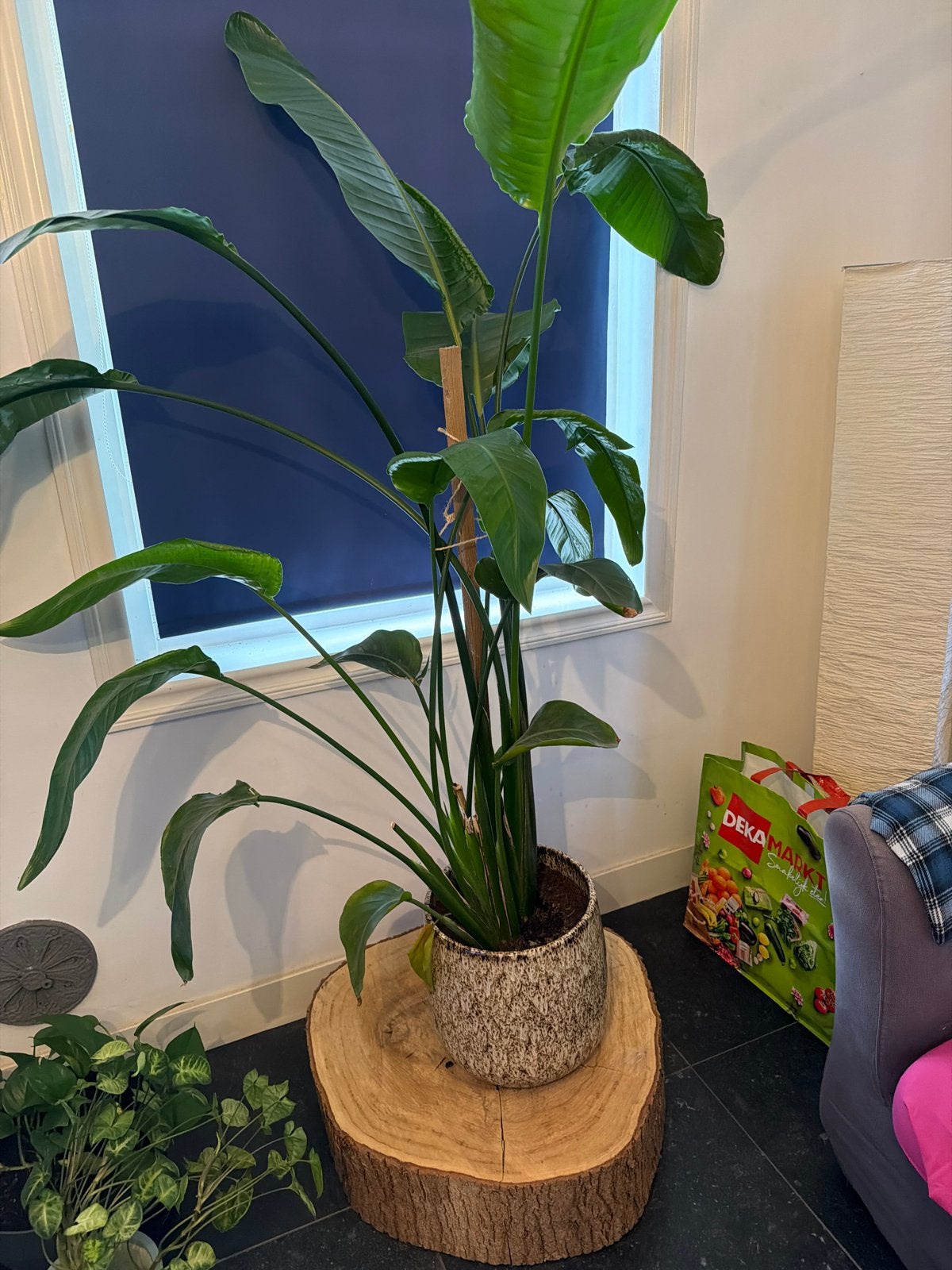 Grote Strelitzia Nicolai (Paradijsvogelplant) in pot, Huis en Inrichting, Overige soorten, Ophalen of Verzenden, In pot, 150 tot 200 cm