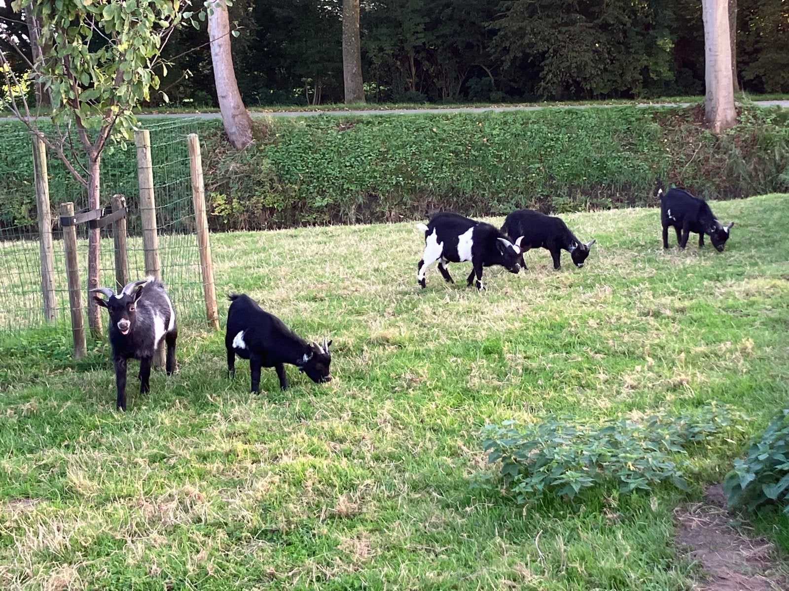 Mooie dwergbokken te koop, Dieren en Toebehoren, Mannelijk, Geit, 0 tot 2 jaar