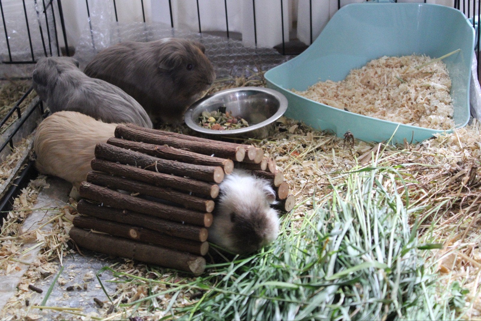 4 jonge mannelijke cavia’s + complete set, Dieren en Toebehoren, Knaagdieren, Cavia, April, Mannelijk, Tam