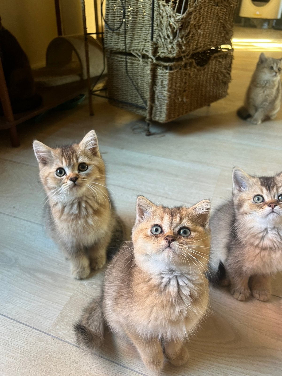 British Shorthair Golden kittens zoeken een warm thuis, Dieren en Toebehoren, Meerdere dieren, Gechipt