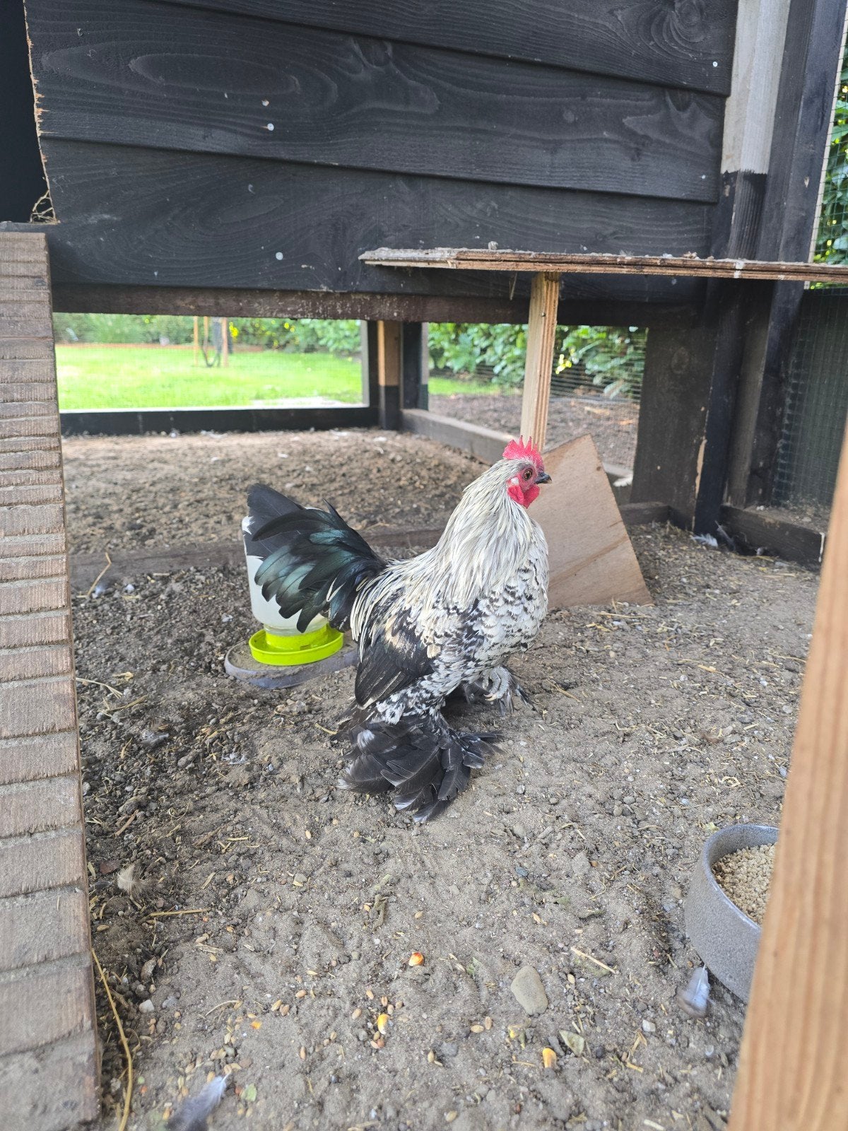 sabelpoot kriel haan, Mannelijk, Kip