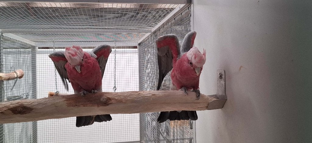 Broedkoppel Rose kaketoes, Meerdere dieren, Papegaai, Geringd