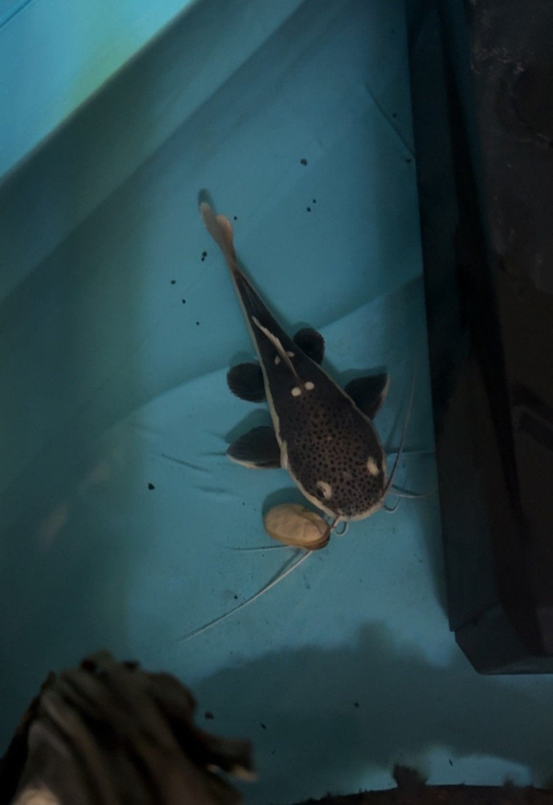 Redtail catfish, Dieren en Toebehoren
