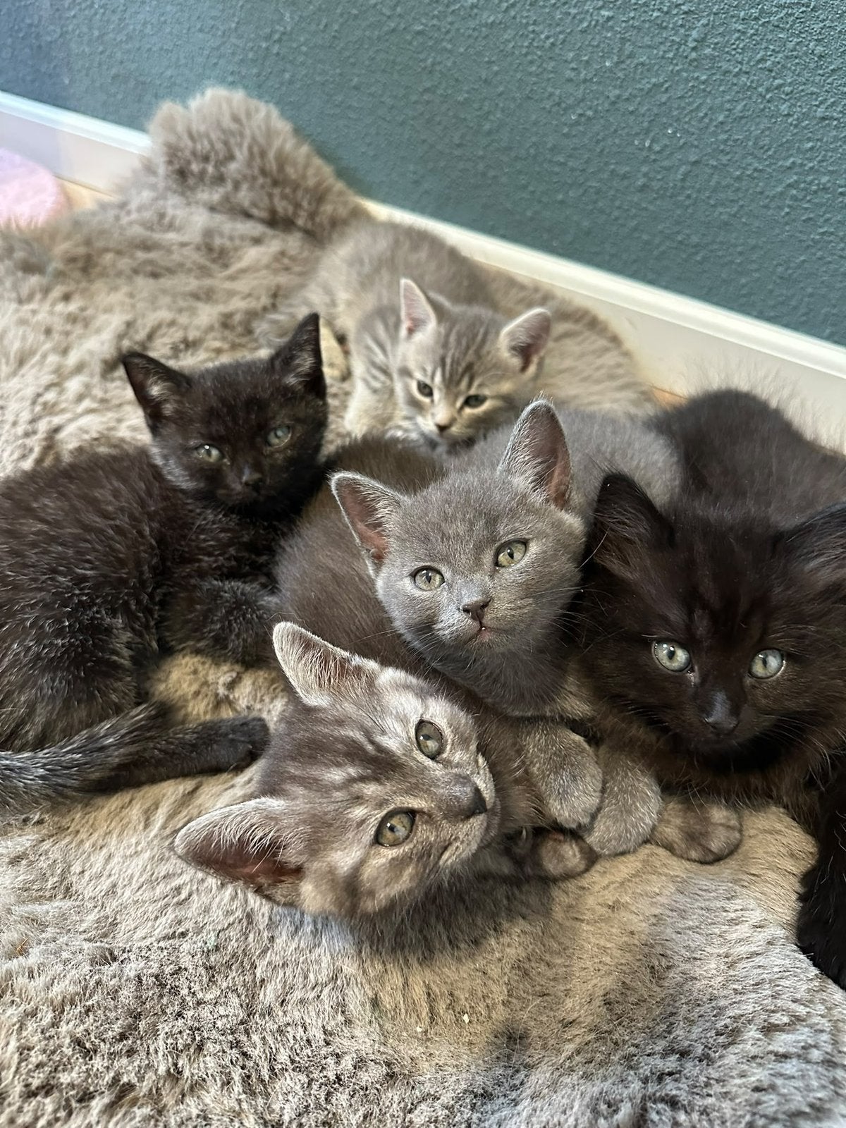 Ragdoll blue point /Britse korthaar kittens zoeken een thuis, Dieren en Toebehoren, Meerdere dieren, Ontwormd, 0 tot 2 jaar