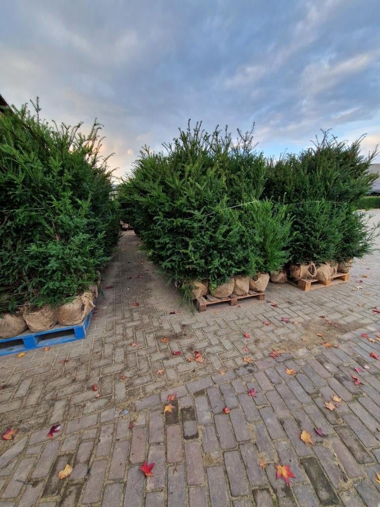 Taxus Baccata te koop. Verkopen de hele zomer door., Ophalen of Verzenden, Bloeit niet, Halfschaduw, Overige soorten