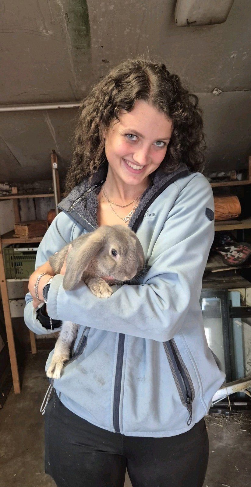 Lieve en aanhankelijke konijn te koop, Mannelijk, Groot, Hangoor, 0 tot 2 jaar
