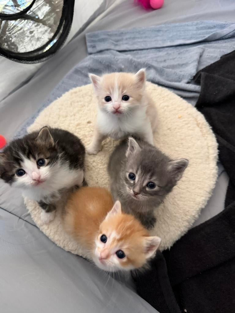 Maincoon kruising Kittens, Meerdere dieren