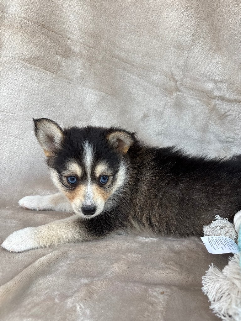 Pomsky pups -MOGEN VERHUIZEN, Parvo, 8 tot 15 weken, Poolhond, Meerdere