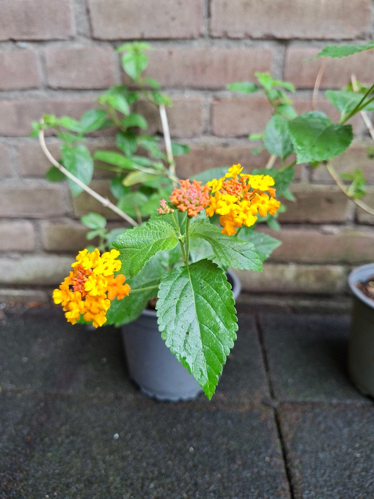 Winterharde Lantana Miss Huff mediterrane zomerbloeier, Volle zon, Vaste plant, Zomer, Ophalen