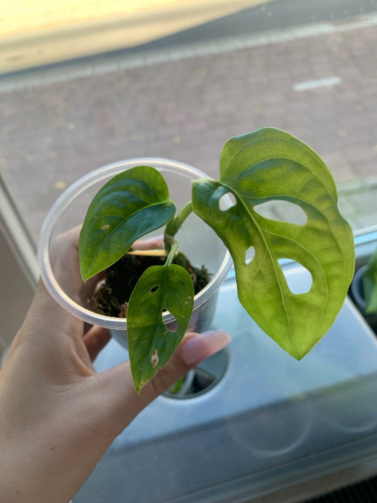 Monstera Adansonii stekje - Gatenplant, Ophalen