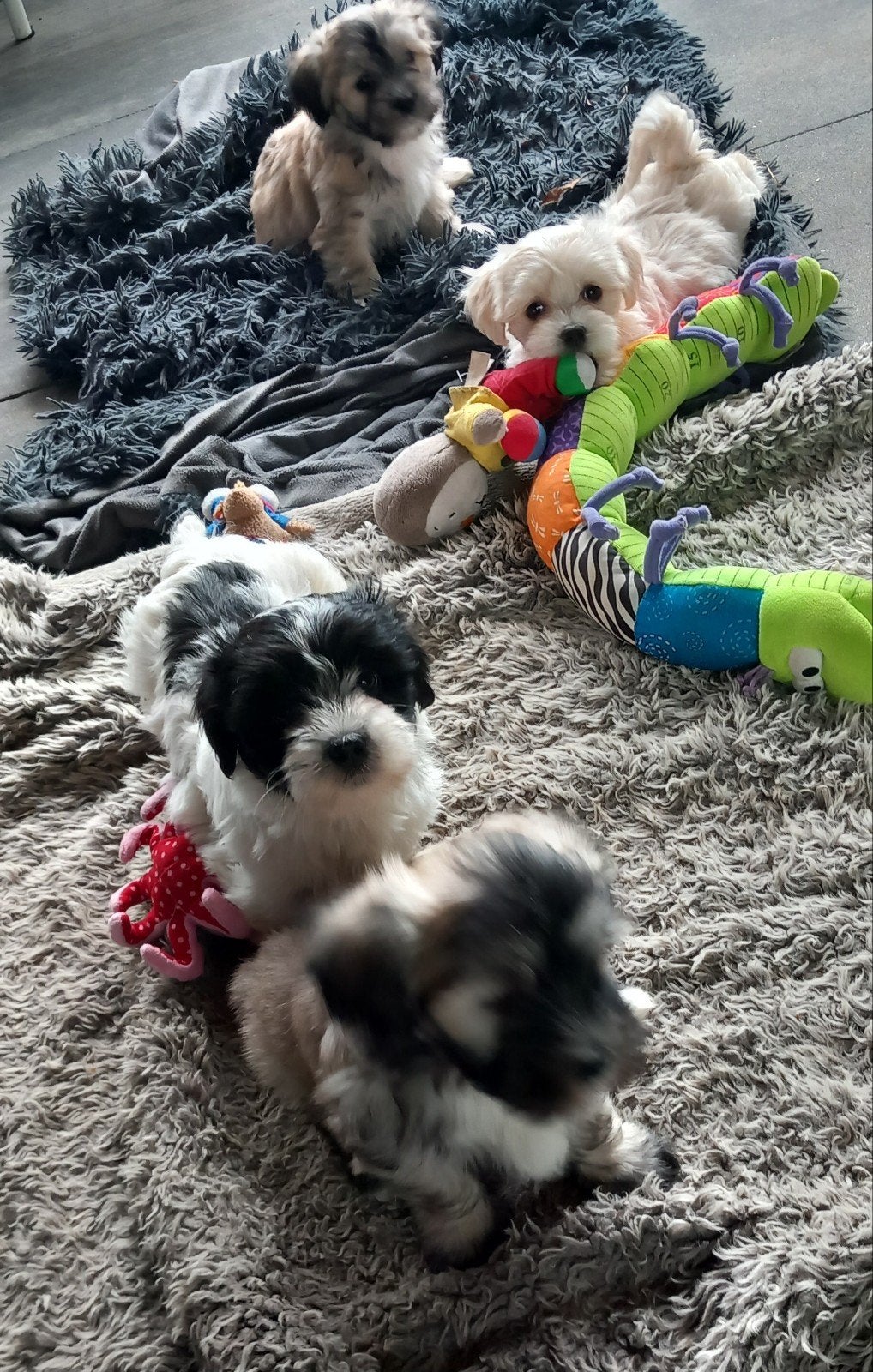 Lieve, speelse boomer pups, Parvo, Overige rassen, 8 tot 15 weken, Meerdere
