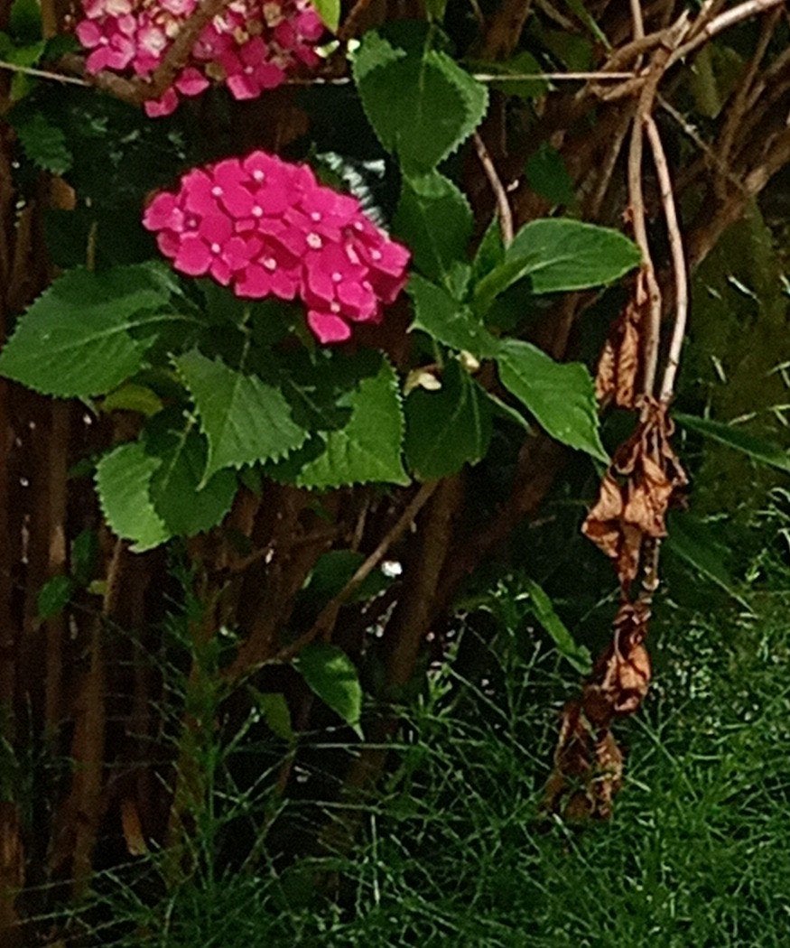 Prachtige Grote Roze Hydrangea (Boerenhortensia) 10 Jaar oud, Ophalen, Overige soorten, Halfschaduw